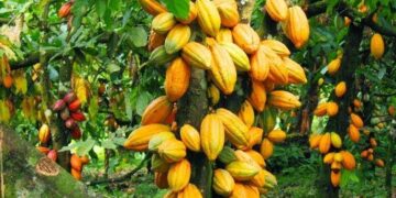 Farmers accuse soldier of intimidation in Cross River cocoa dispute