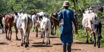 Cross River govt revokes grazing approval for herders