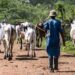 Cross River govt revokes grazing approval for herders