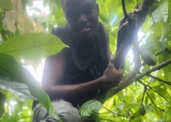 Ex-Cocoa Adviser Slams ‘Taboo’ Practices at CRBC Demonstration Farm