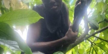 Ex-Cocoa Adviser Slams ‘Taboo’ Practices at CRBC Demonstration Farm